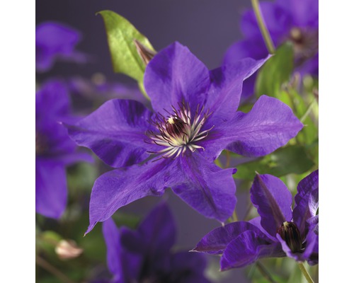 Clématite à grosses fleurs FloraSelf Clematis Hybride 'The President' H 50-70 cm Co 2,3 L