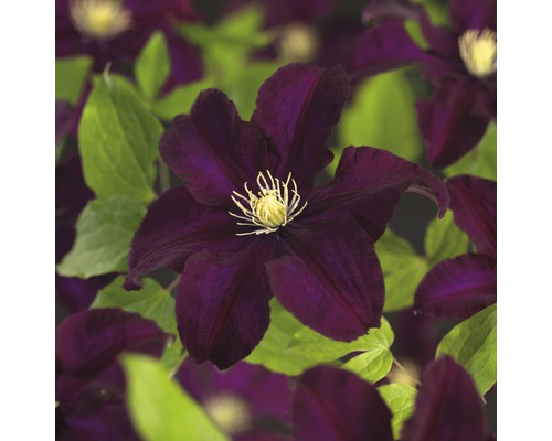 Clématite à grosses fleurs FloraSelf Clematis Hybride 'Warszawska Nike' H 50-70 cm Co 2,3 L