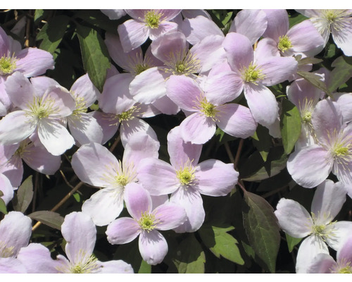 Gros plan sur des fleurs de clématite roses avec des feuilles vertes