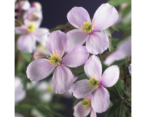 Clématite de montagne FloraSelf Clematis montana 'Rubens' H 50-70 cm Co 2,3 L Gros plan de fleurs de clématite à quatre pétales