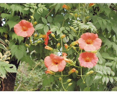 Fleurs de trompette avec feuilles vertes