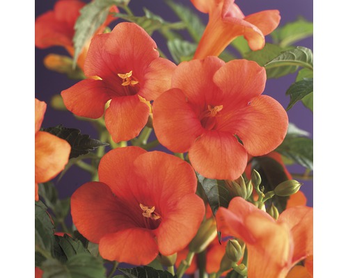 Trompetenblume radicans, 53 - 70 cm