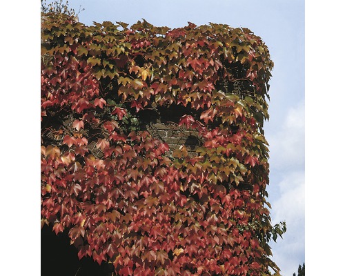 Mur de maison recouvert de plante grimpante