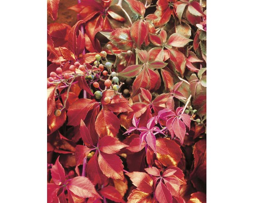 Detailaufnahme von Wildem Wein mit Blättern und Beeren