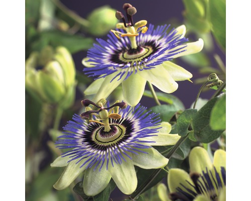 Fleur de la passion FloraSelf Passiflora caerulea H 50-70 cm pot de Ø 16 cm Gros plan de fleurs de la passion avec des pétales bleu-violet