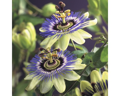 Fleur de la passion FloraSelf Passiflora caerulea H 50-70 cm pot de Ø 16 cm