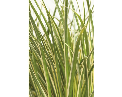 Jonc japonais strié d'argent FloraSelf Acorus gramineus 'Argenteostriatus' h 5-30 cm p14 cm Jonc japonais strié d'argent FloraSelf Acorus gramineus 'Argenteostriatus' h 5-30 cm p14 cm