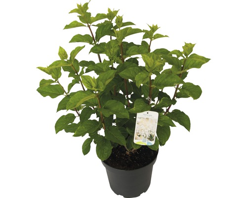Hortensia paniculé Hydrangea paniculata 'Silver Dollar' H 60-80 cm Co 7,5 l
