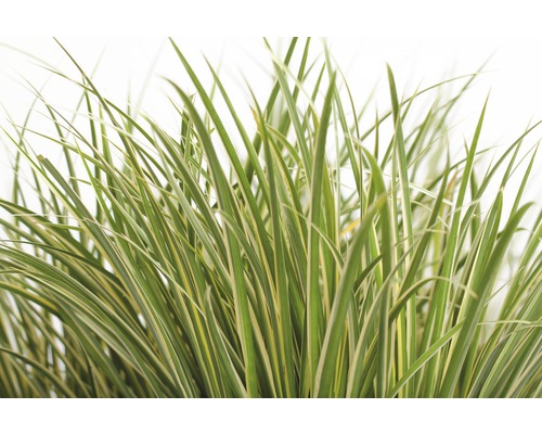 Ziergras mit gestreiften Blättern