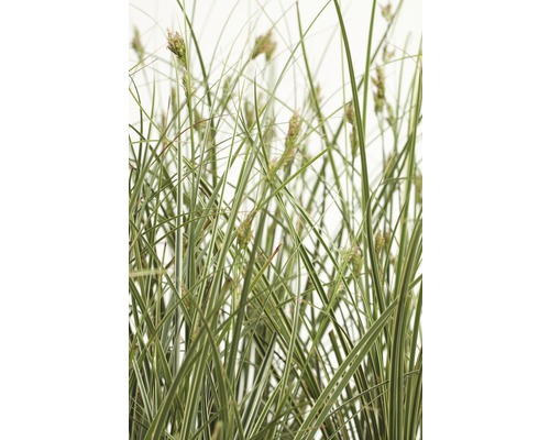 Buntblättrige Garten-Segge FloraSelf Carex brunnea 'Variegata' H 5-20 cm T 14 Hohes Ziergras mit grünen und weißen Blättern