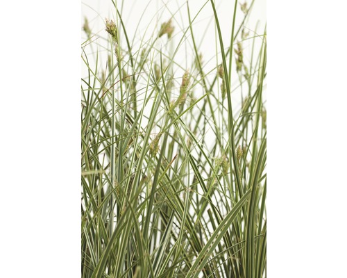 Laîche panaché FloraSelf Carex brunnea 'Variegata' h 5-15 cm p 14