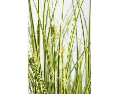 Laîche FloraSelf Carex brunnea 'Lady Sunshine' h 10-30 cm Co 3 l