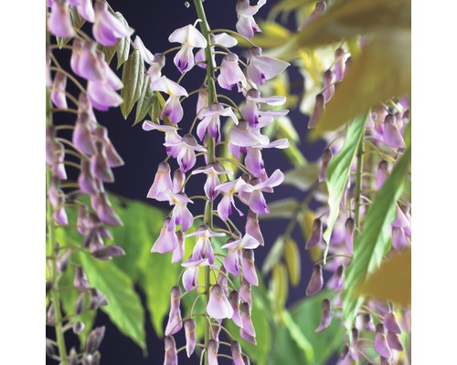 Glycine de Chine FloraSelf Wisteria floribunda 'Rosea' H 50-70 cm Co 2,3 l Inflorescences de glycine avec feuilles