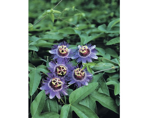 Passionsblume Purple Haze 53-70 cm