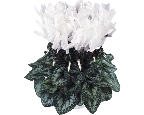 Cyclamen en pot avec fleurs blanches et feuilles à motifs