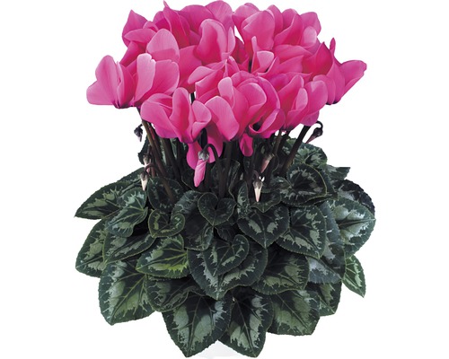 Cyclamen en pot
