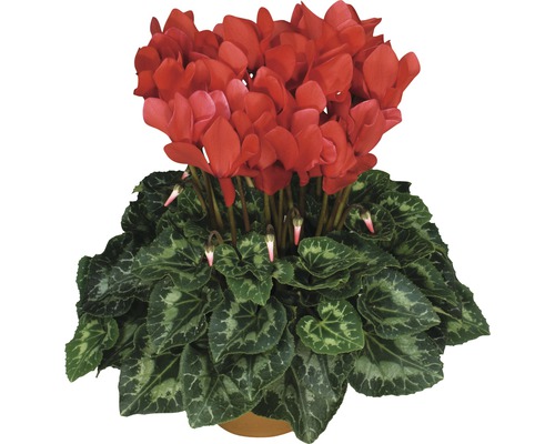 Alpenveilchen Cyclamen persicum 12er Topf Alpenveilchen Cyclamen persicum 12er Topf