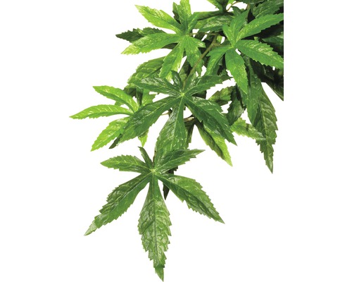 Exo Terra Terrarium Kunstoffpflanze Abutilon klein Exo Terra Terrarium Kunstoffpflanze Abutilon klein