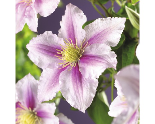 Clématite de montagne à grosses fleurs FloraSelf Clematis Hybride 'Piilu' H 50-70 cm Co 2,3 L