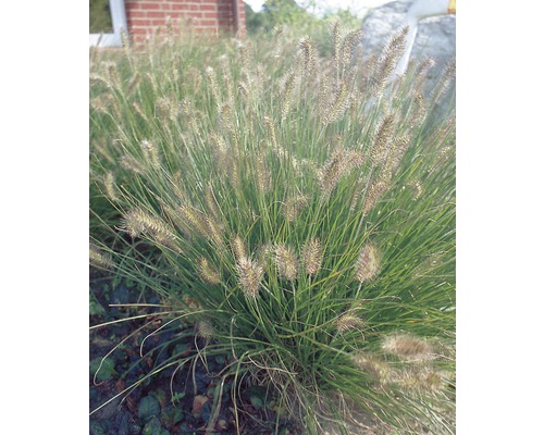 Herbe aux écouvillons FloraSelf Pennisetum alopecuroides 'Hameln' h 5-60 cm Co 3 l Herbe aux écouvillons FloraSelf Pennisetum alopecuroides 'Hameln' h 5-60 cm Co 3 l