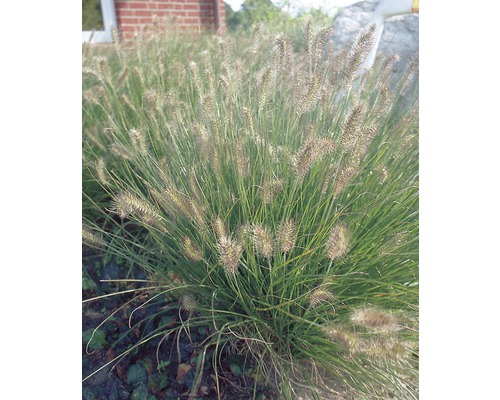 Herbe aux écouvillons FloraSelf Pennisetum alopecuroides 'Hameln' h 5-30 cm p 14 cm L