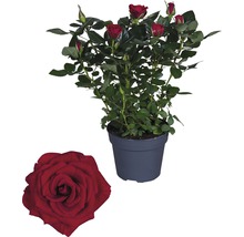 Zimmerrose FloraSelf Rosa Hybride 'Isabel' H 30-40 cm Ø 13 cm Topf-thumb-0