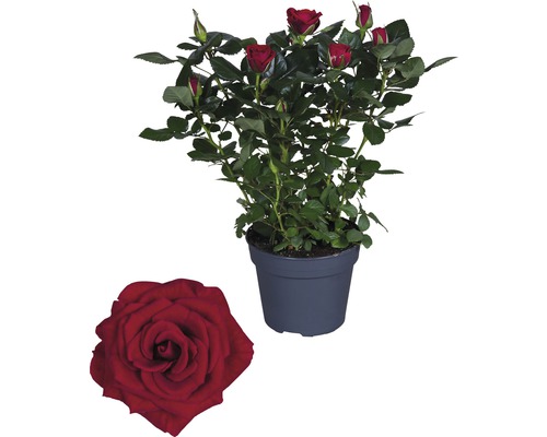 Zimmerrose FloraSelf Rosa Hybride 'Isabel' H 30-40 cm Ø 13 cm Topf-0