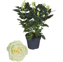 Zimmerrose FloraSelf Rosa Hybride 'Honora' H 30-40 cm Ø 13 cm Topf-thumb-0 Zimmerrose FloraSelf Rosa Hybride 'Honora' H 30-40 cm Ø 13 cm Topf-thumb-0