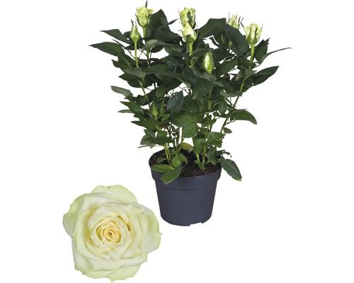 Zimmerrose FloraSelf Rosa Hybride 'Honora' H 30-40 cm Ø 13 cm Topf-0