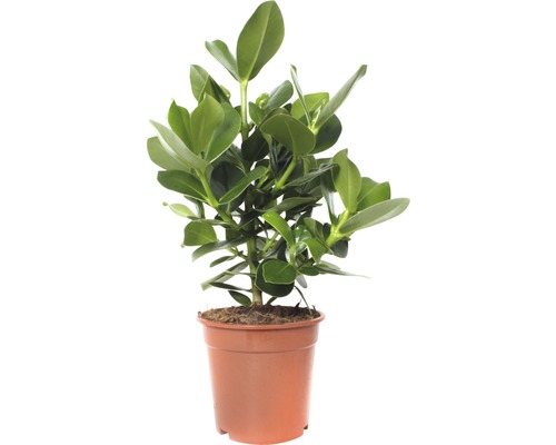 Pommier baumier FloraSelf Clusia rosea 'Princess' H 55-65 cm pot de Ø 17 cm Clusia plante d''intérieur en pot