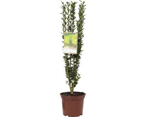Houx japonais fastigié FloraSelf Ilex crenata 'Fastigiata' h 30-40 cm Co 2 l Buis cultivé en pot, fin