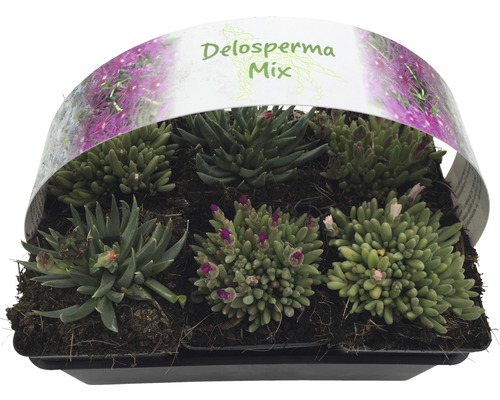 Delosperma Mix in einer schwarzen Pflanzschale
