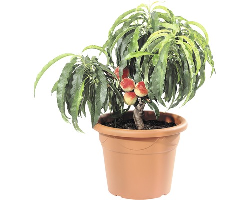 Pfirsichbaum im Topf mit Früchten