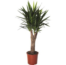 Palmlilie H 140-150 cm-thumb-0 Palmlilie H 140-150 cm-thumb-0