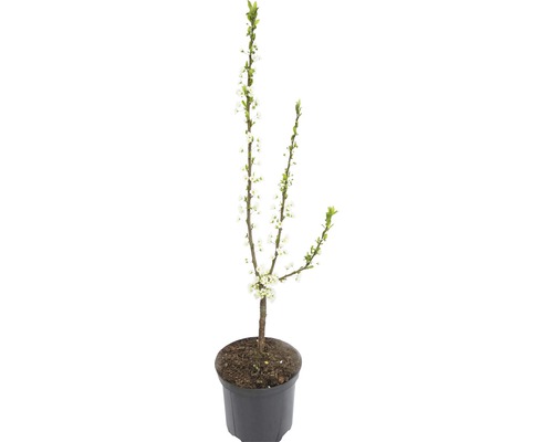 Arbre d''ornement en fleurs en pot