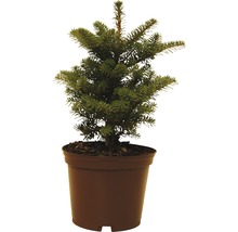 Sapin coréen FloraSelf Abies koreana 'Molli' H 15-20 cm Co 2 L