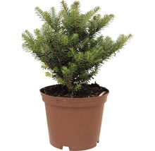 Sapin coréen FloraSelf Abies koreana 'Molli' H 15-20 cm Co 2 L