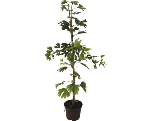 Ginkgobaum im Topf mit Stützpfahl