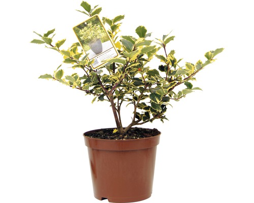 Stechpalme im Topf mit grün-gelben Blättern und kleinem Etikett