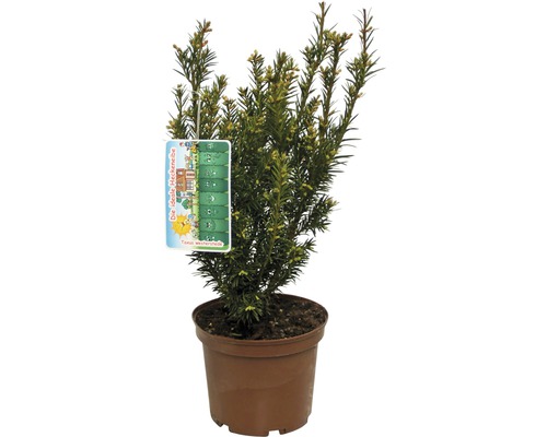 If Taxus baccata 'Westerstede' H 30-40 cm Co 3 L
