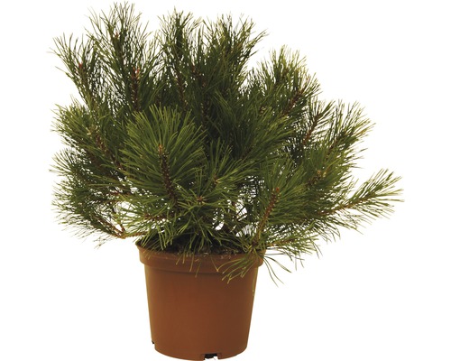 Bergkiefer FloraSelf Pinus mugo H 15-20 cm 3 L
