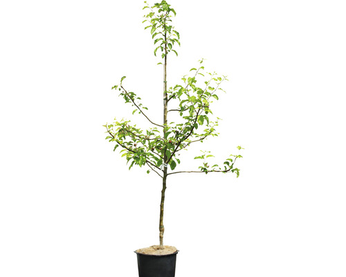 Apfelbaum Florina® querina 140-180 cm