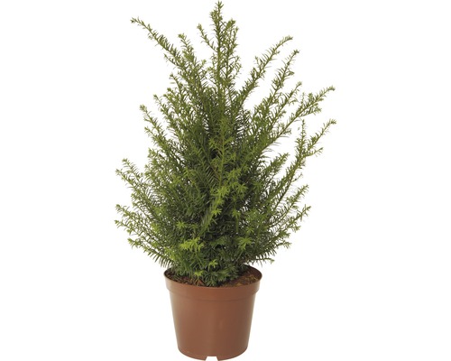 Eibe FloraSelf Taxus baccata H 40-50 cm Co 5 L