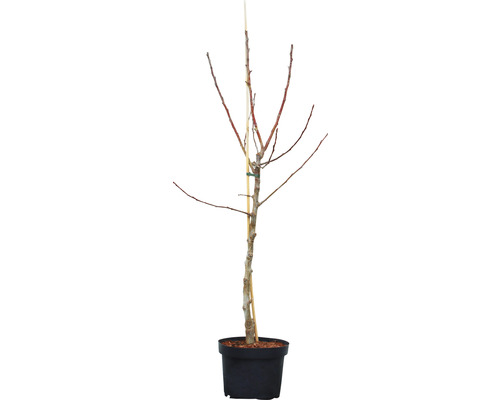 Apfelbaum Pinova® 140-180 cm
