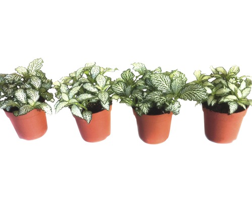 Vier Fittonien in Töpfen