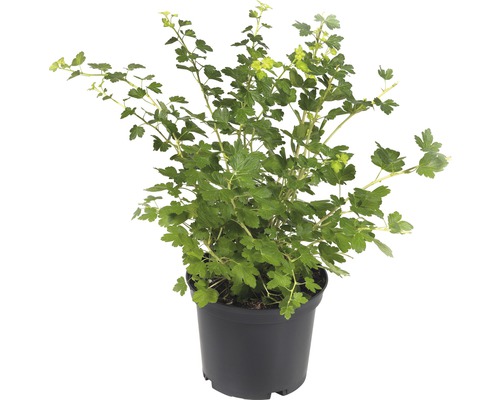 Groseillier dans un pot noir