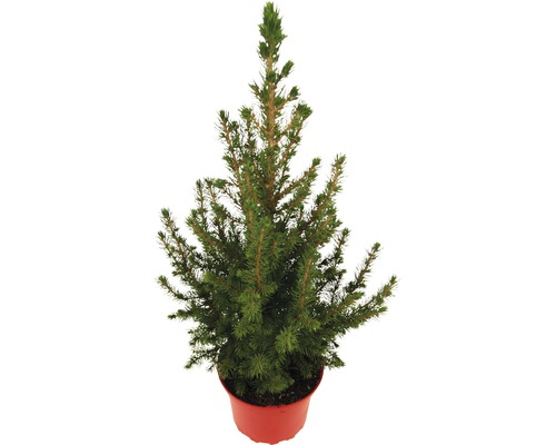 Zuckerhutfichte H 30-40 cm Co 2 L Mini Weihnachtsbaum zur Pflanzung geeignet Kleine Fichte im Topf