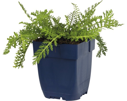 Echte Kamille Pflanze im Topf