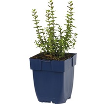 Immergrüner Gamander FloraSelf Teucrium lucidrys H 5-40 cm Co 0,5 L