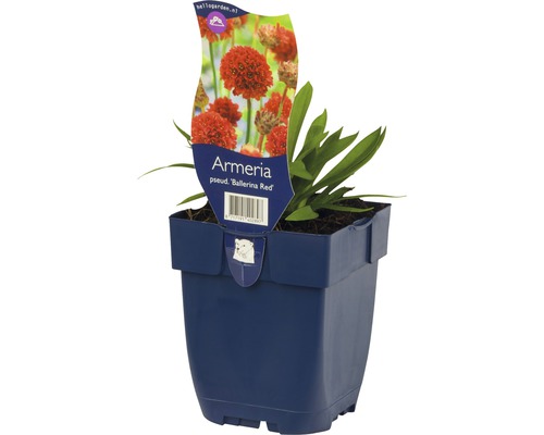 Breitblättrige Grasnelke Armeria pseudarmeria 'Ballerina Red' H 5-20 cm Co 0,5 L Grasnelke Ballerina Red im Topf